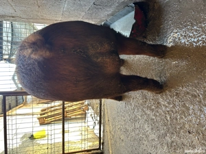 Vând vier rasa duroc  - imagine 3