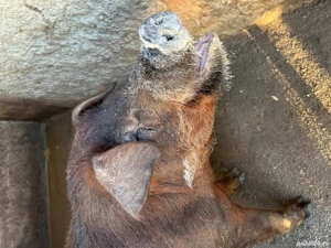 Vând vier rasa duroc  - imagine 2