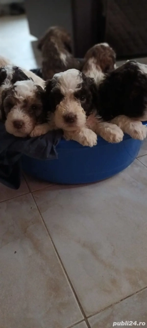 vand cateluse lagotto romagnilio varsta 1 luna - imagine 2