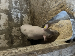 Vând scrofită rasa landras  - imagine 4