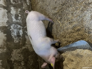 Vând scrofită rasa landras  - imagine 3