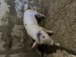 Vând scrofită rasa landras  - imagine 2