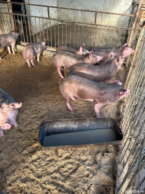 purcei.      - imagine 4