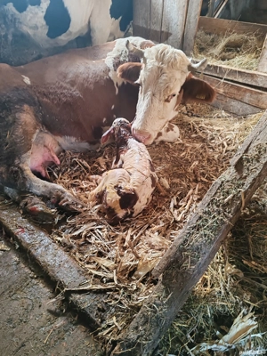 Vând vaca cu vite recent fatata - imagine 2