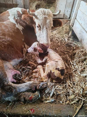 Vând vaca cu vite recent fatata