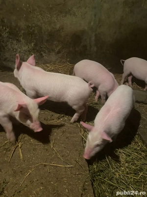 vand purcei  - imagine 2