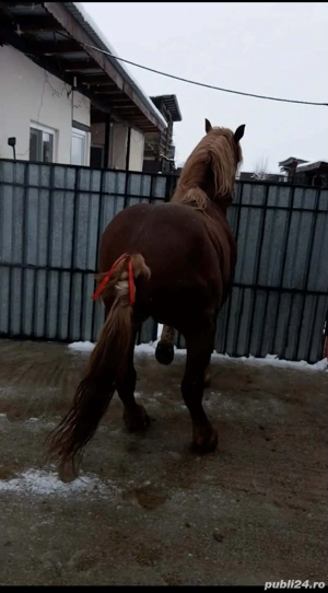 vand cal vârstă 8 ani  - imagine 4