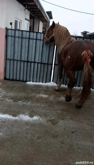 vand cal vârstă 8 ani  - imagine 5