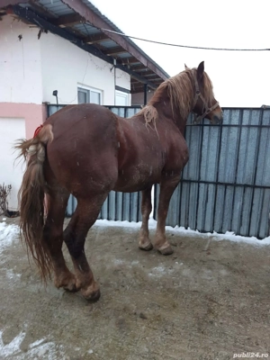 vand cal vârstă 8 ani  - imagine 2