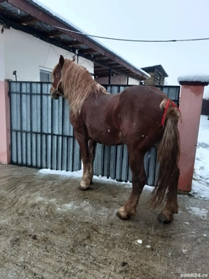 vand cal vârstă 8 ani  - imagine 3