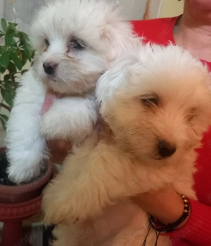 Vând Bisoni Malezi  - imagine 3