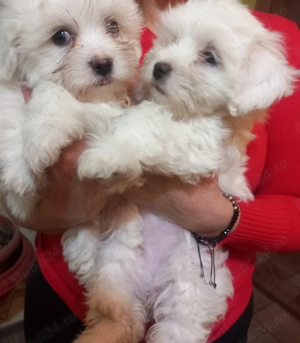 Vând Bisoni Malezi  - imagine 4