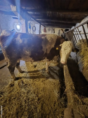 vând vacă bălțată Romanească vârsta 2 ani si 7 luni.gestantă în luna a-5-a. - imagine 2