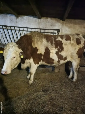 vând vacă bălțată Romanească vârsta 2 ani si 7 luni.gestantă în luna a-5-a. - imagine 3