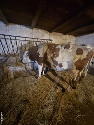 vând vacă bălțată Romanească vârsta 2 ani si 7 luni.gestantă în luna a-5-a. - imagine 4