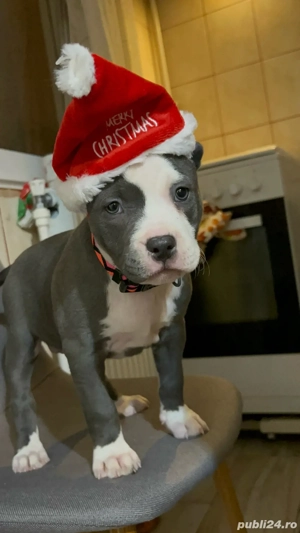 cautam famile iubitoare  - imagine 4