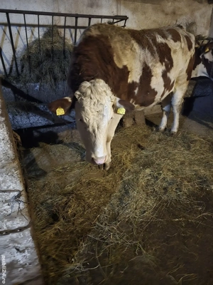 vând vacă bălțată Romanească vârsta 2 ani si 7 luni.gestantă în luna a-5-a. - imagine 5