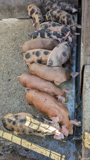 Purcei rasă de carne - imagine 3