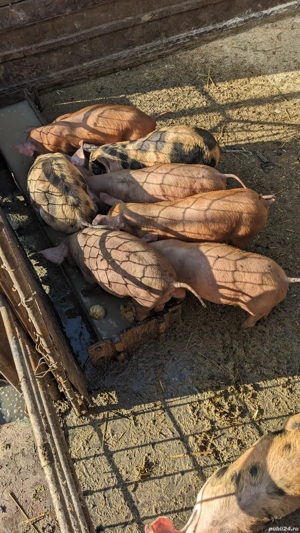 Purcei rasă de carne - imagine 5