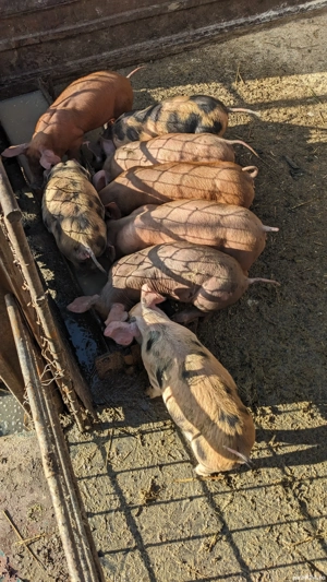 Purcei rasă de carne - imagine 4