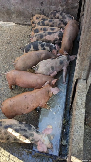 Purcei rasă de carne - imagine 2