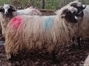 Vând mior   - imagine 5