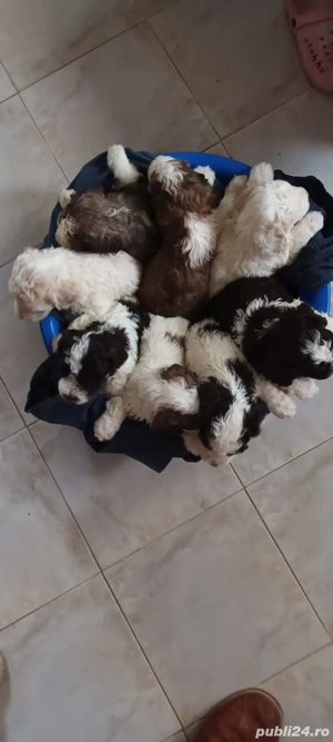 vand cateluse lagotto romagnolo de 6 saptamani