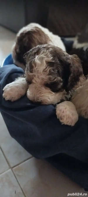 vand cateluse lagotto romagnolo de 6 saptamani - imagine 2