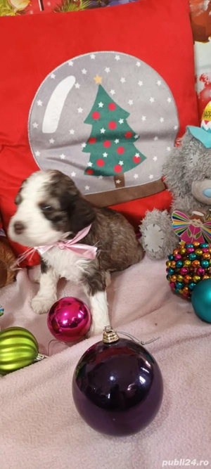 vand cateluse lagotto romagnolo de 6 saptamani - imagine 5