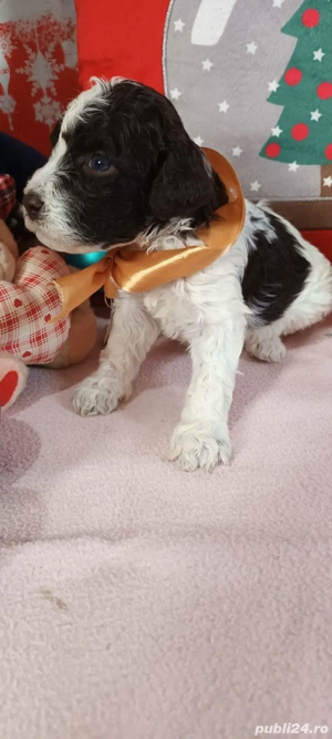 vand cateluse lagotto romagnolo de 6 saptamani - imagine 3