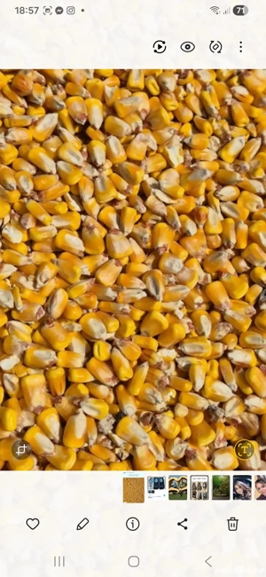 vand grau porumb si orz