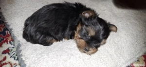 Pui Yorksire Terrier Toy - imagine 4