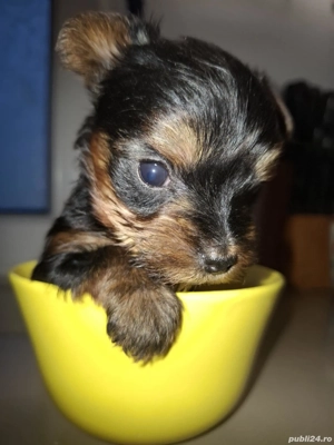 Pui Yorksire Terrier Toy - imagine 2