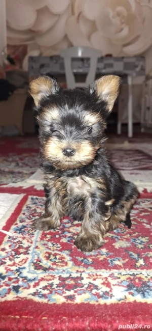 Pui Yorksire Terrier Toy - imagine 3