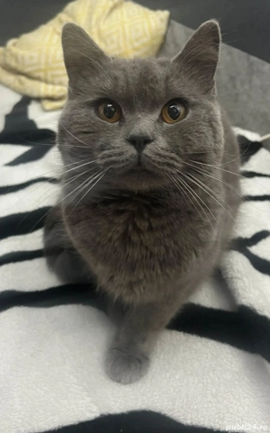  Motan British Shorthair, aproape 1  - imagine 2