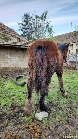 vand manza ardeneza  - imagine 2