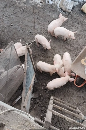 purcei de vanzare - imagine 2
