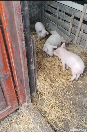 purcei de vanzare - imagine 4