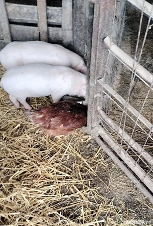 purcei de vanzare - imagine 3