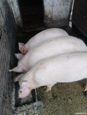 Vand purcei  - imagine 2