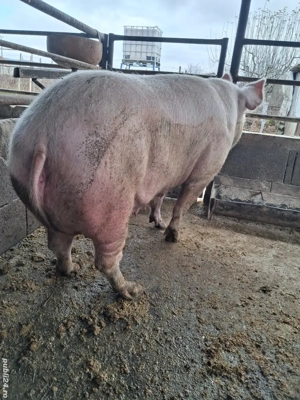 de vânzare scroafă 280 kg rasă marele alb ofer transport  - imagine 2