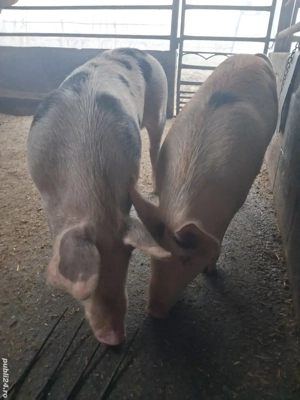 de vânzare 2 scrofițe 65...75 kg rasă duroc și petrean  - imagine 4