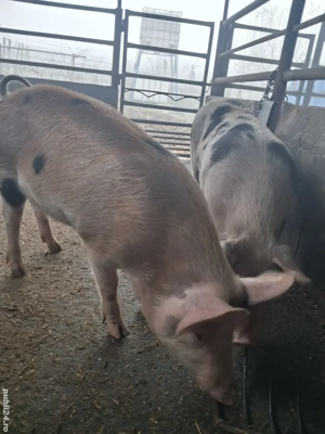 de vânzare 2 scrofițe 65...75 kg rasă duroc și petrean  - imagine 2