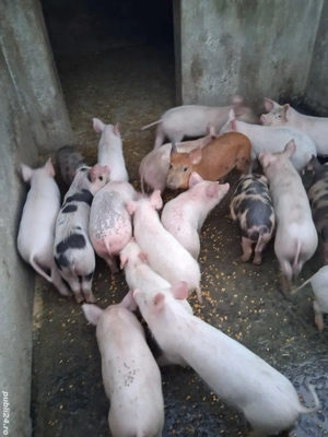 Vand purcei de 9 saptamani  - imagine 2