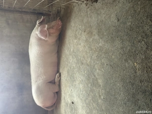 De vânzare porci de 250 kg 