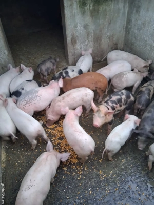Vand purcei de 9 saptamani 