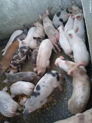 Vand purcei de 9 saptamani  - imagine 3