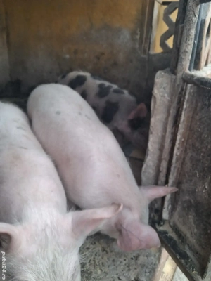 de vânzare 3 masculi 25..30 kg ofer transport  - imagine 3