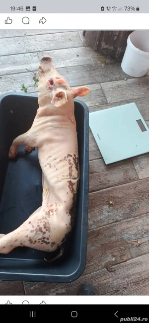 Vand purcei pentru rotisor  - imagine 2