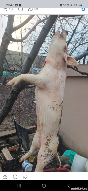 Vand purcei pentru rotisor 